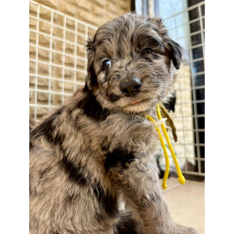 成約済の長野県のミックス犬-442533の12枚目