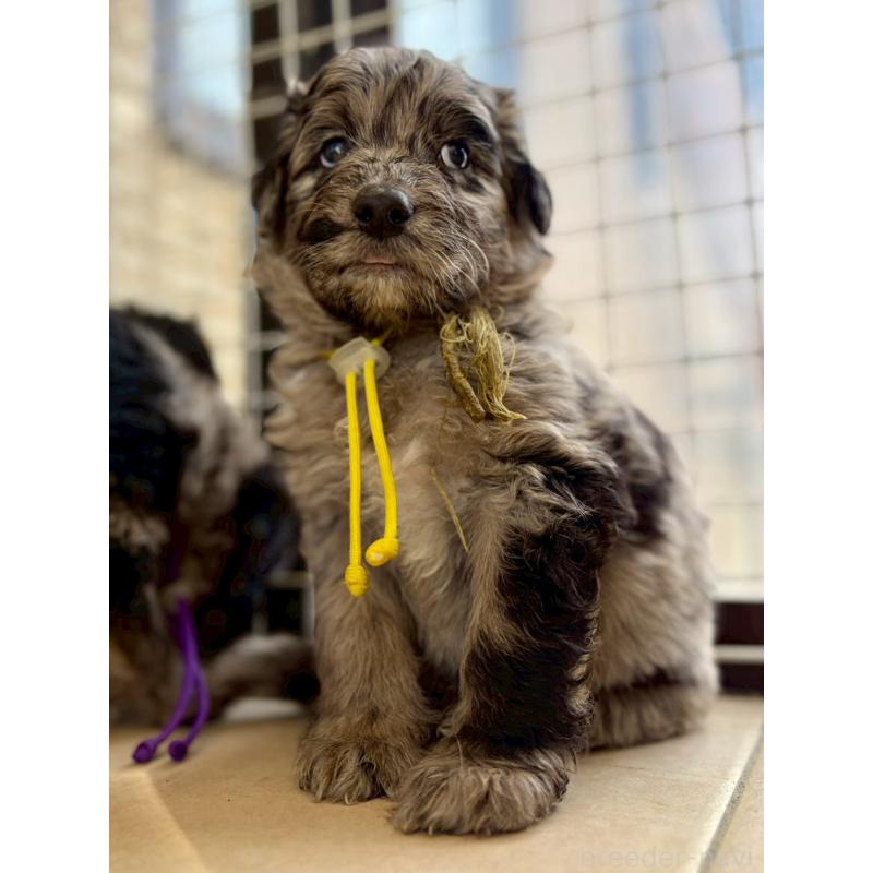 成約済の長野県のミックス犬-442533の11枚目