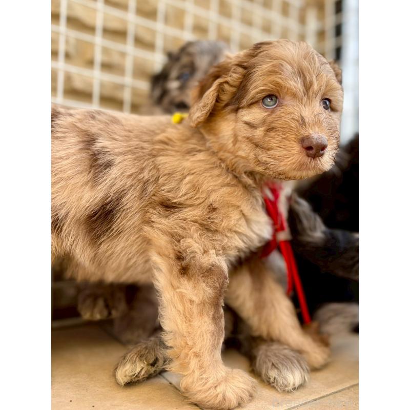 成約済の長野県のミックス犬-442541の5枚目