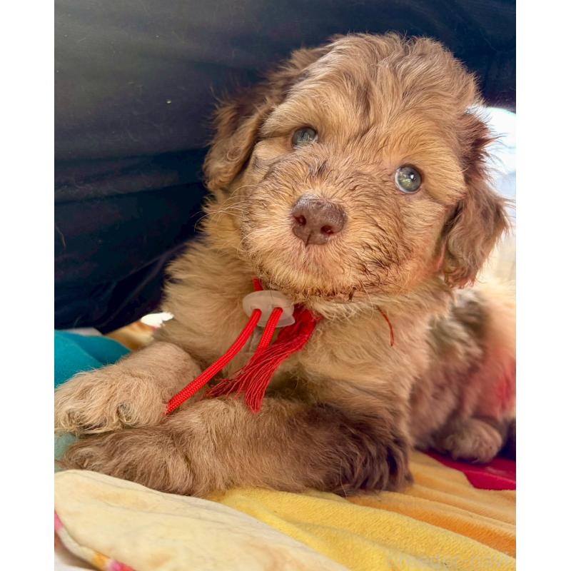 成約済の長野県のミックス犬-442541の4枚目