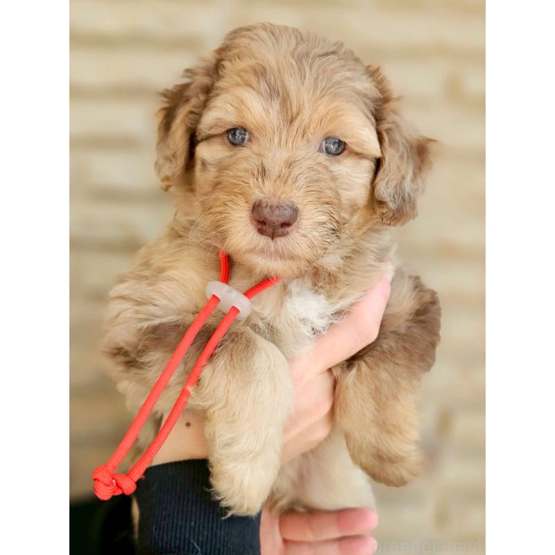 成約済の長野県のミックス犬-442541の3枚目