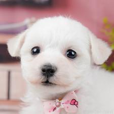 ♀︎ビションフリーゼ