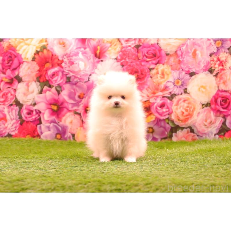 成約済の茨城県のポメラニアン-443652の3枚目