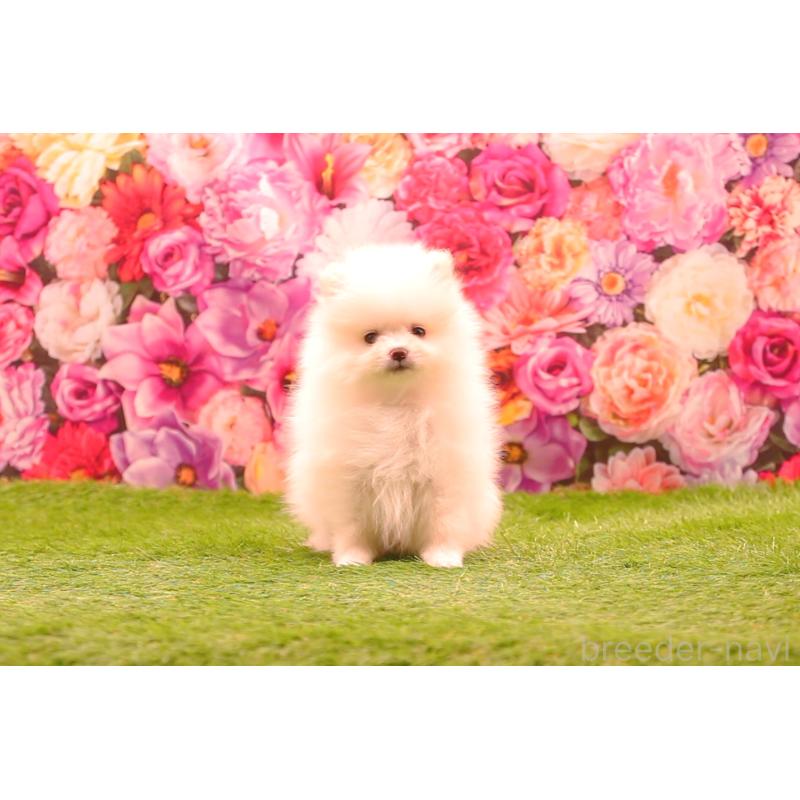 成約済の茨城県のポメラニアン-443652の2枚目