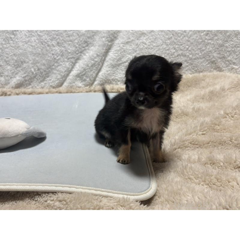 販売中の滋賀県のチワワ(ロングコート)-443289の4枚目