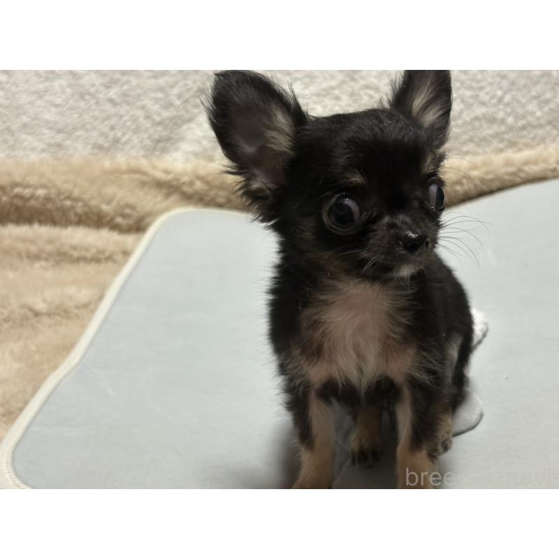 販売中の滋賀県のチワワ(ロングコート)-443289の3枚目