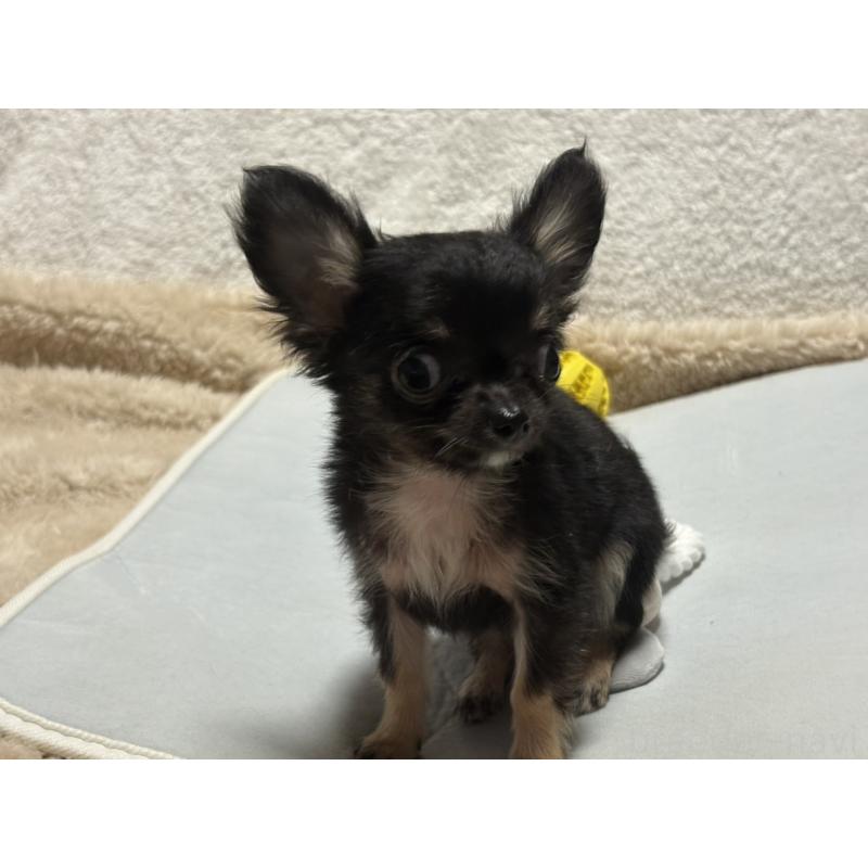 販売中の滋賀県のチワワ(ロングコート)-443289の2枚目