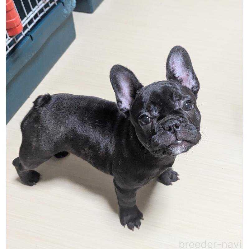 販売中の三重県のフレンチブルドッグ-433703の2枚目