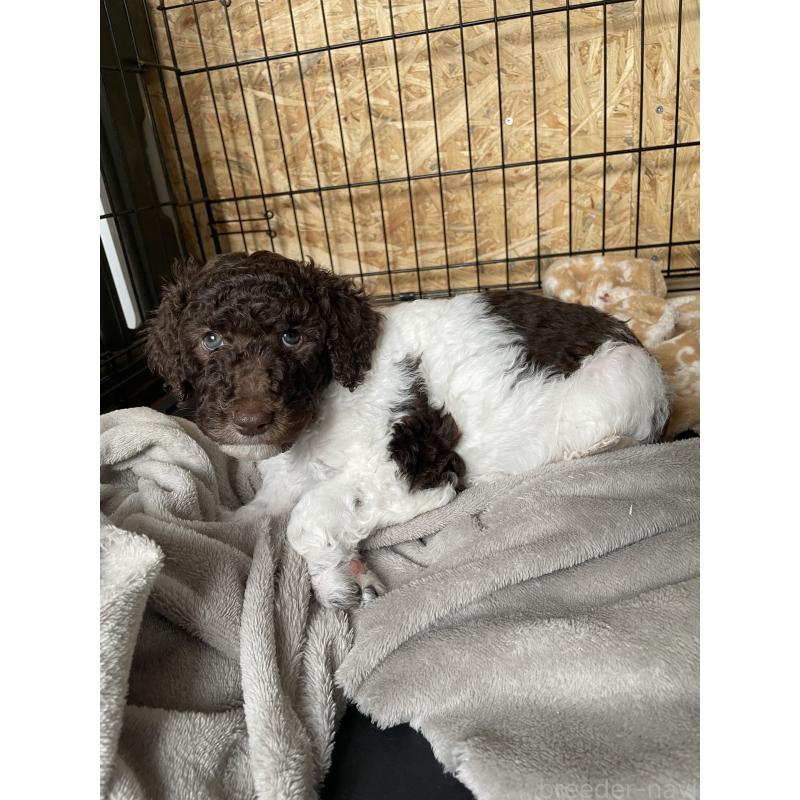 成約済の茨城県のスタンダードプードル-441926の4枚目