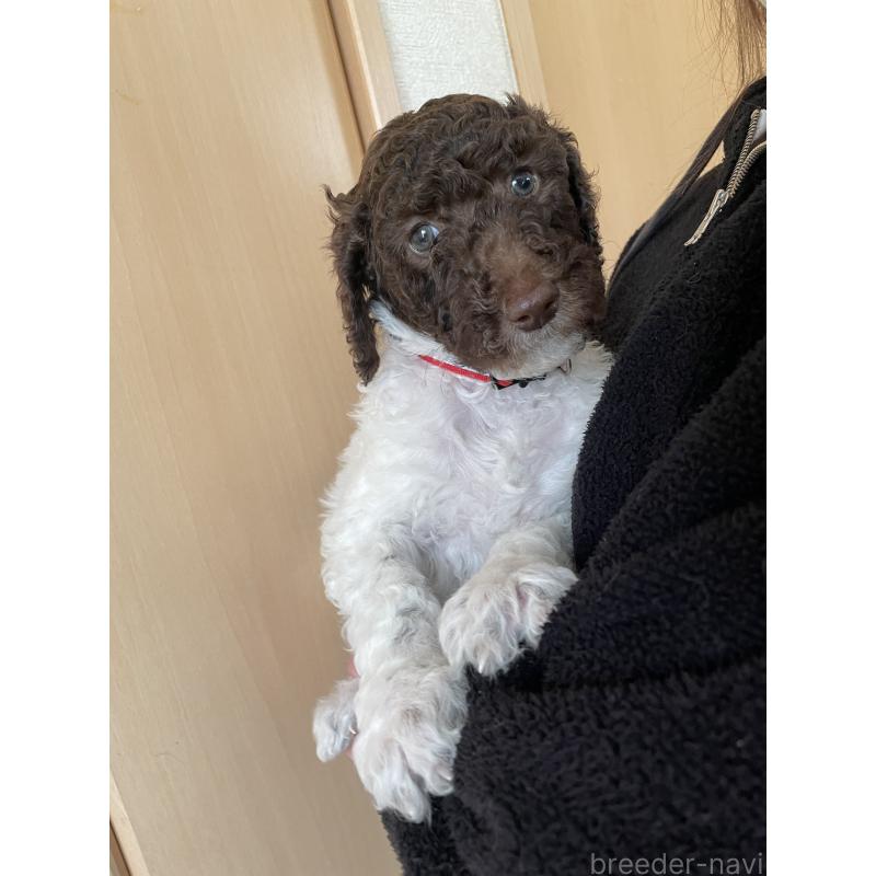 成約済の茨城県のスタンダードプードル-441926の2枚目