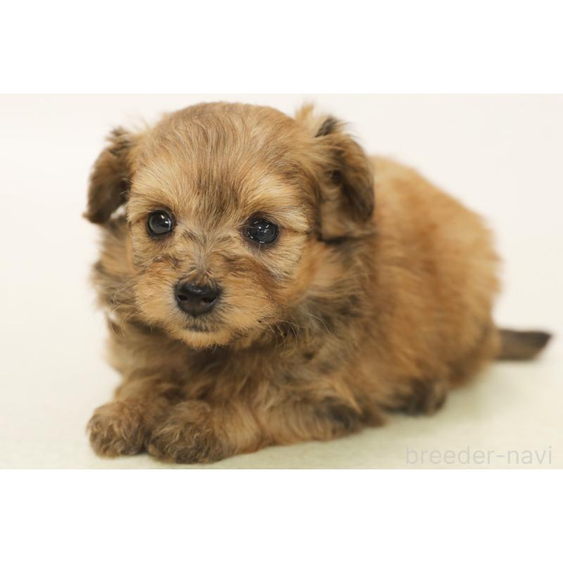 販売中の神奈川県のポメプー:ポメラニアン×トイプードル-441444の2枚目