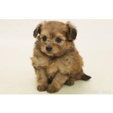 ♀︎ポメプー:ポメラニアン×トイプードル