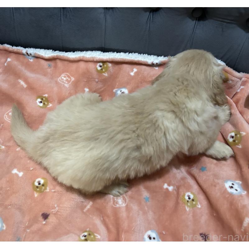 商談中の鹿児島県のゴールデンレトリーバー-441561の10枚目