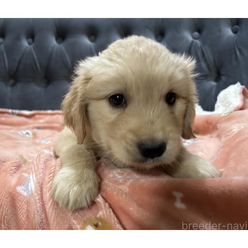 商談中の鹿児島県のゴールデンレトリーバー-441561の9枚目