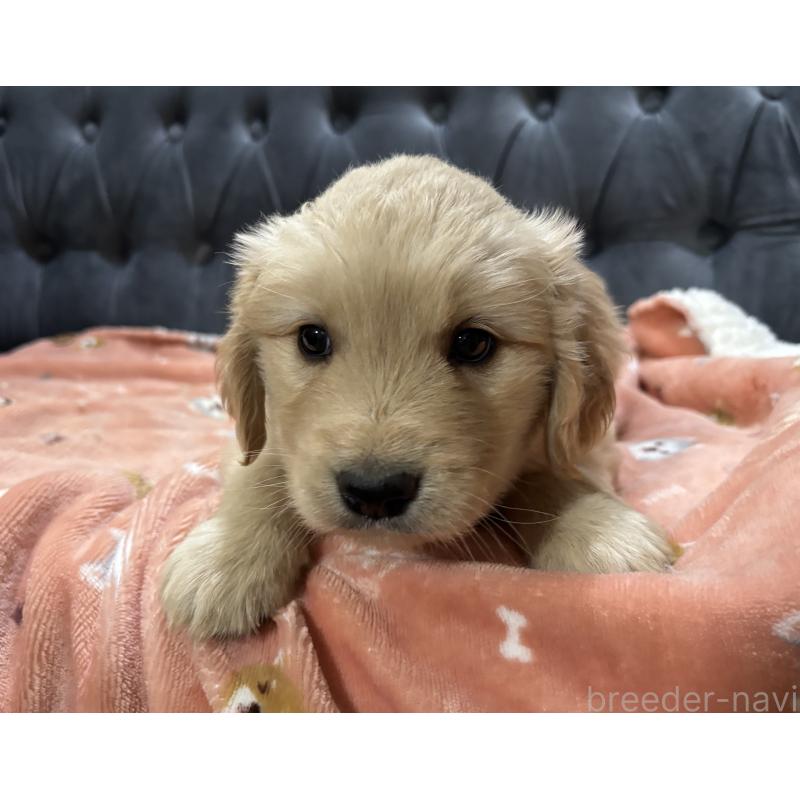 商談中の鹿児島県のゴールデンレトリーバー-441561の8枚目