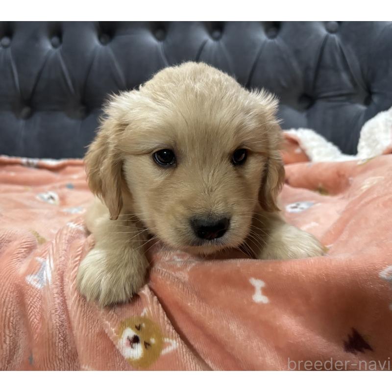 商談中の鹿児島県のゴールデンレトリーバー-441561の7枚目