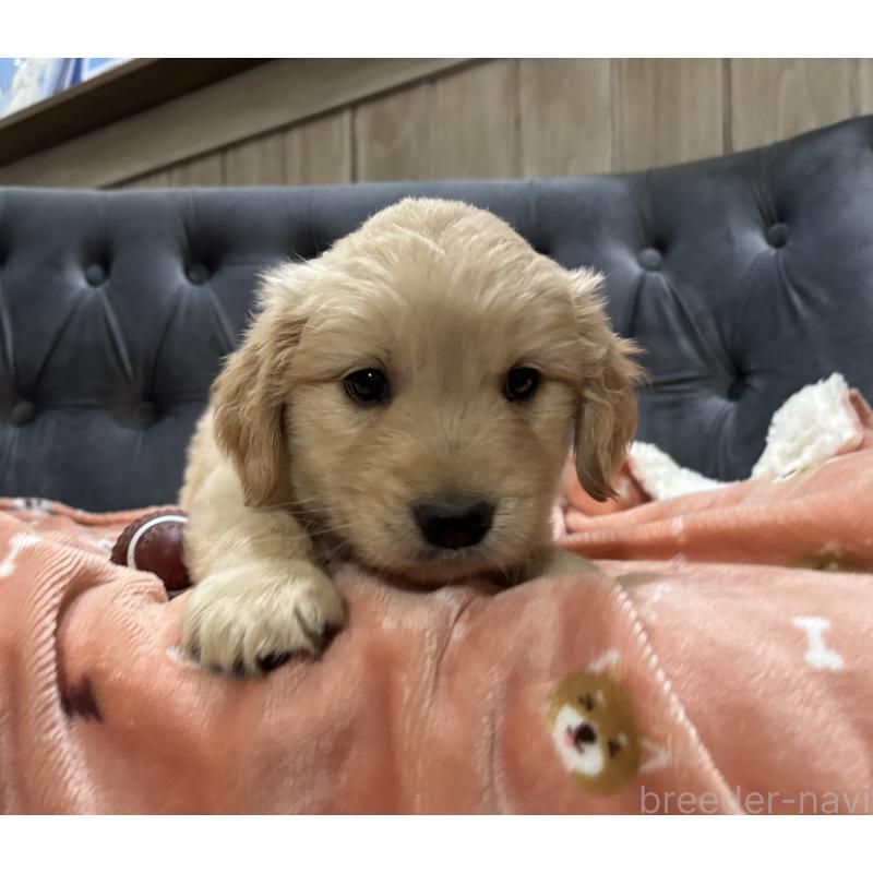 商談中の鹿児島県のゴールデンレトリーバー-441561の6枚目