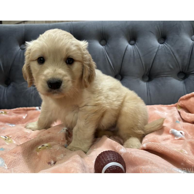 商談中の鹿児島県のゴールデンレトリーバー-441561の5枚目