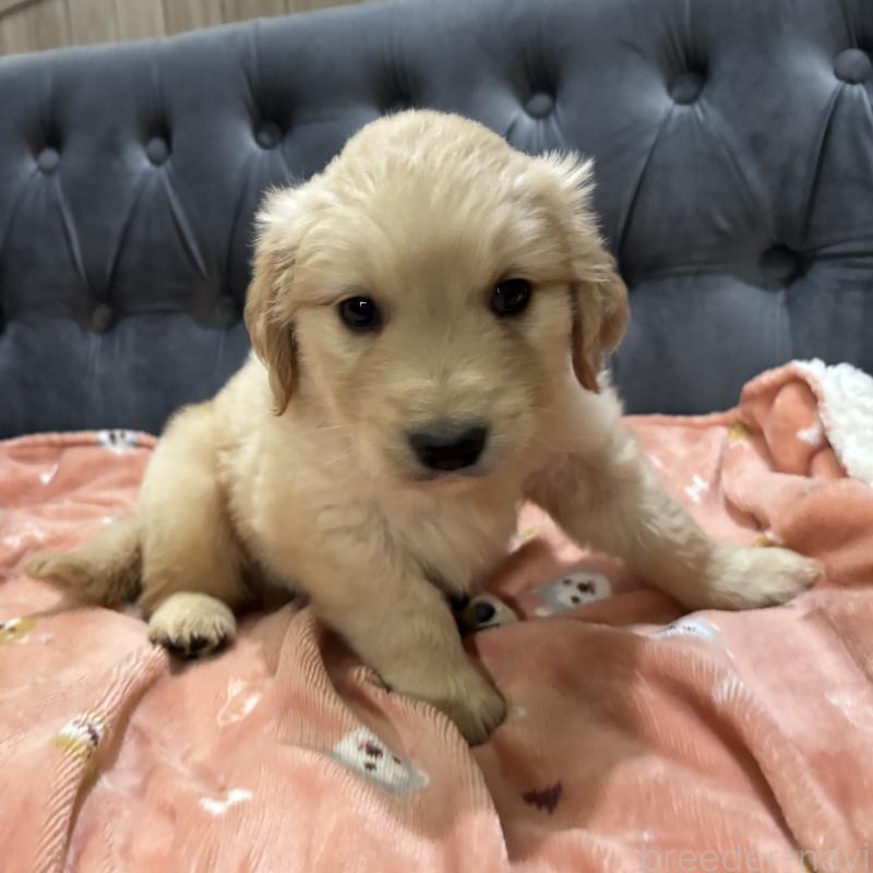 商談中の鹿児島県のゴールデンレトリーバー-441561の4枚目