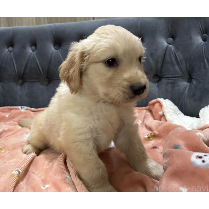 商談中の鹿児島県のゴールデンレトリーバー-441561の3枚目