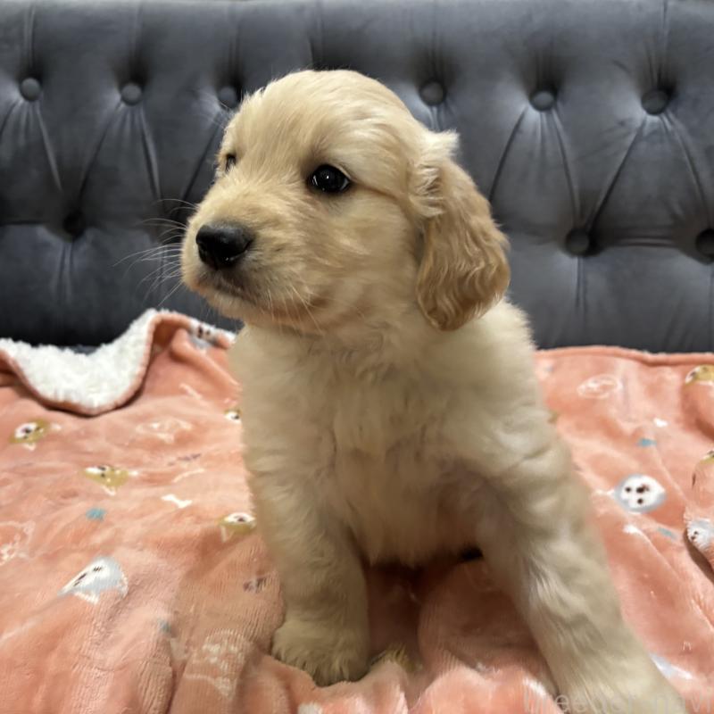 商談中の鹿児島県のゴールデンレトリーバー-441561の2枚目