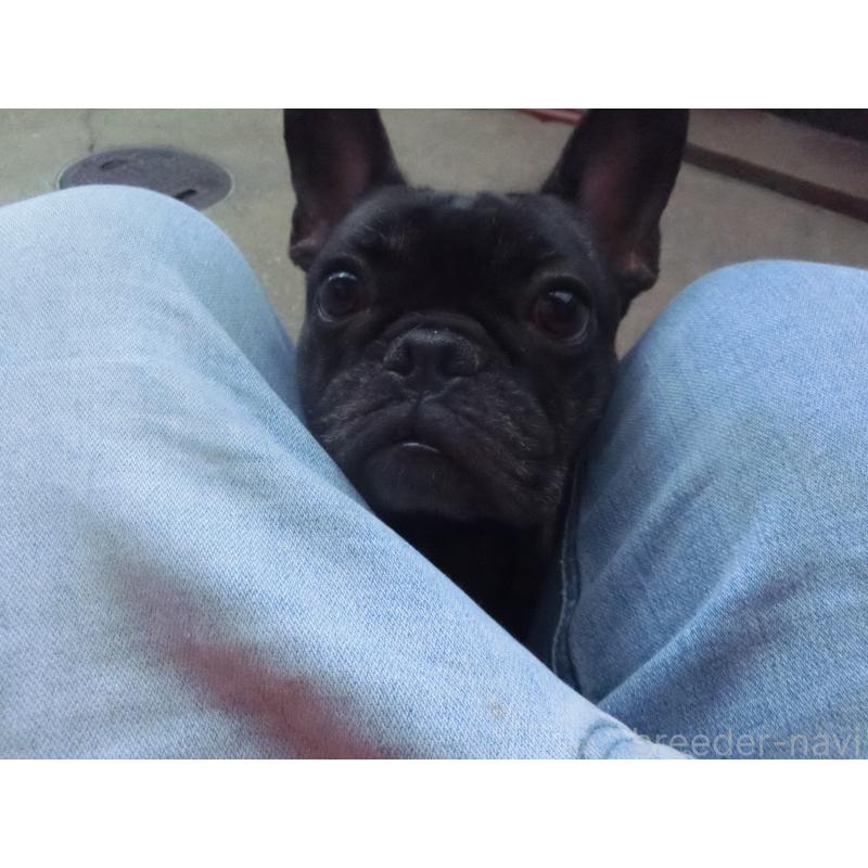 販売中の兵庫県のフレンチブルドッグ-398706の3枚目