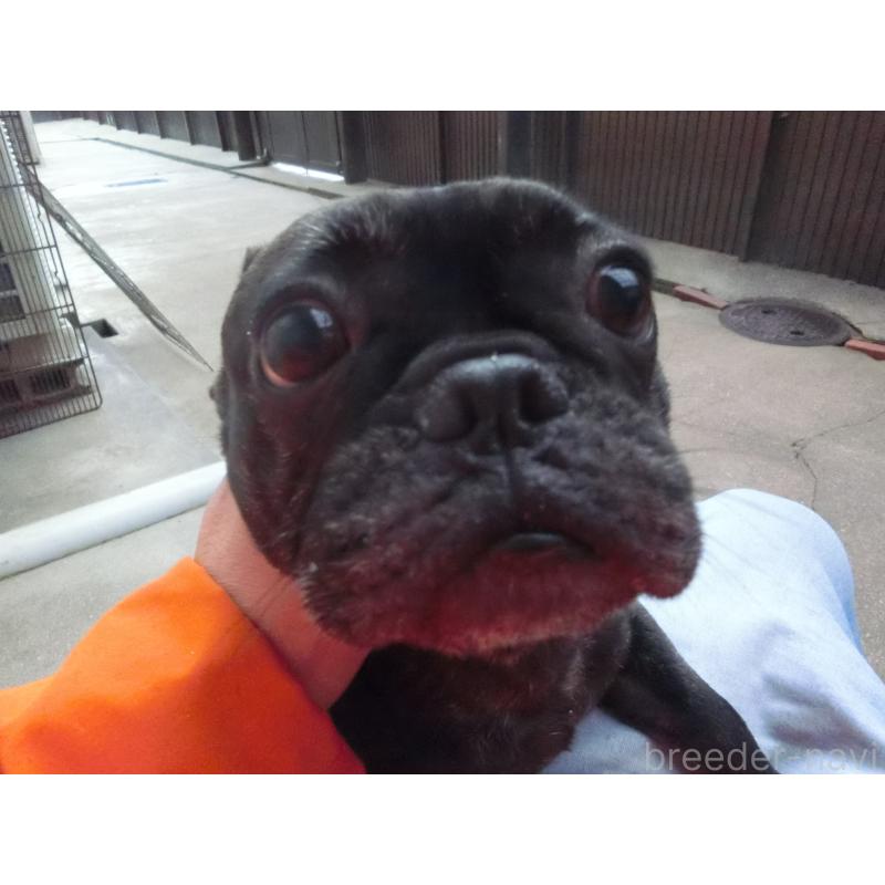 販売中の兵庫県のフレンチブルドッグ-398706の2枚目