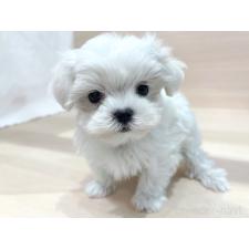 ♀︎マルチーズ