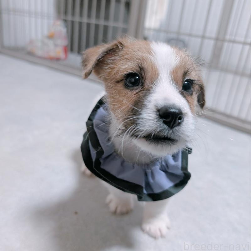 成約済の長崎県のジャックラッセルテリア-442930の5枚目