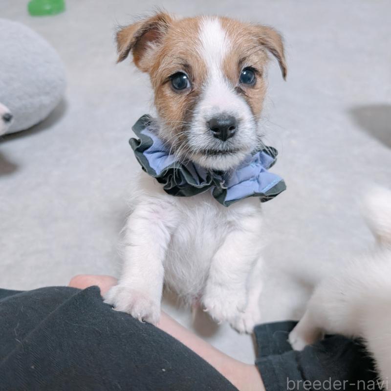 成約済の長崎県のジャックラッセルテリア-442930の4枚目