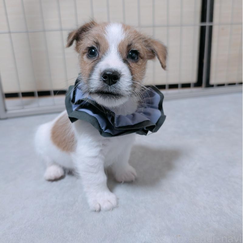 成約済の長崎県のジャックラッセルテリア-442930の3枚目