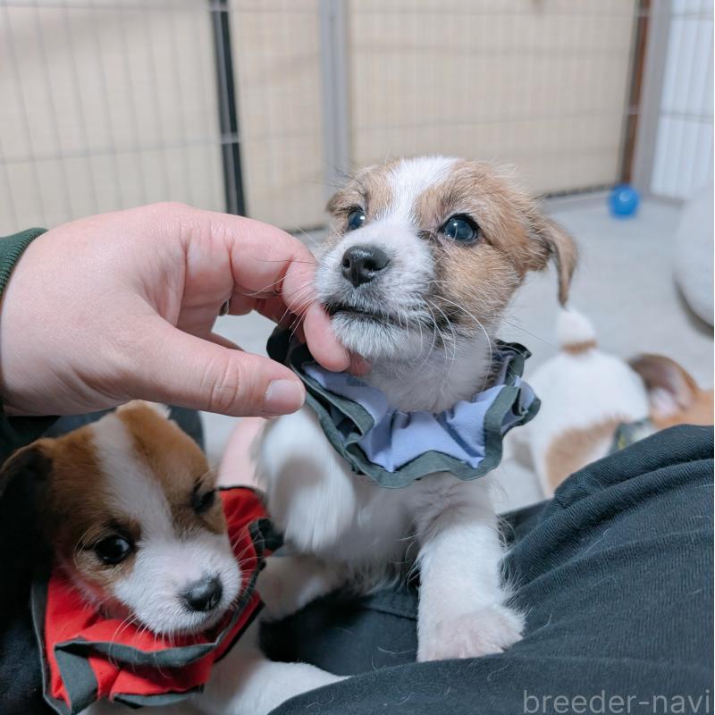 成約済の長崎県のジャックラッセルテリア-442930の2枚目