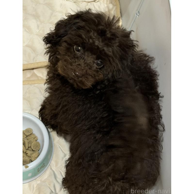 販売中の埼玉県のタイニープードル-423465の3枚目