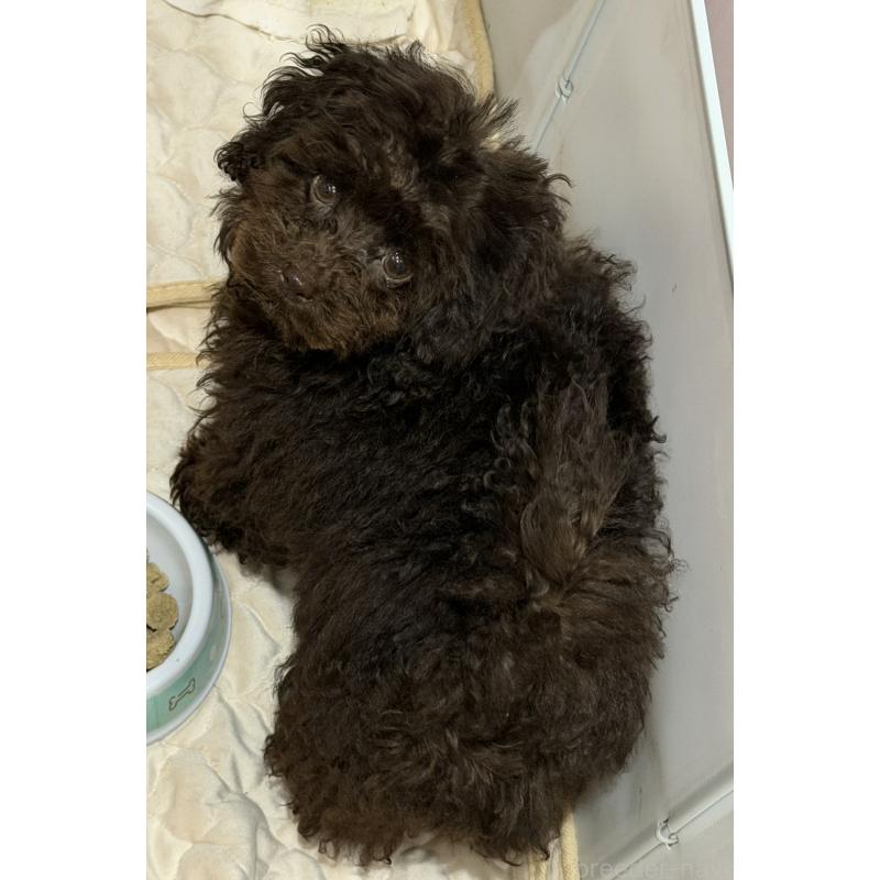 販売中の埼玉県のタイニープードル-423465の2枚目