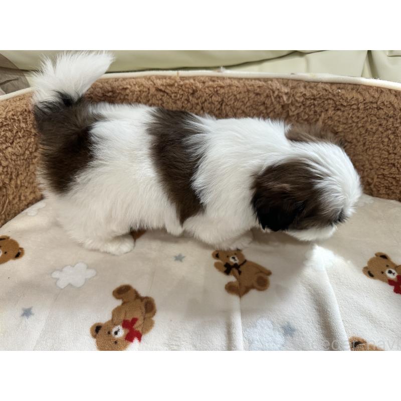 成約済の岡山県のシーズー-441475の14枚目