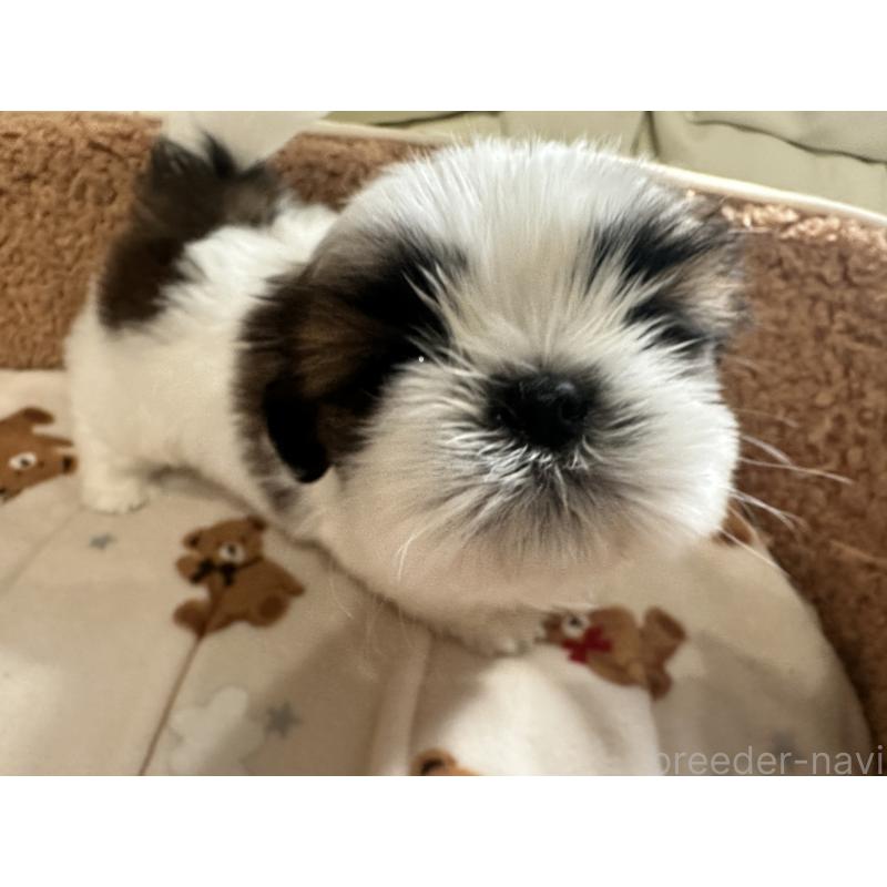 成約済の岡山県のシーズー-441475の13枚目