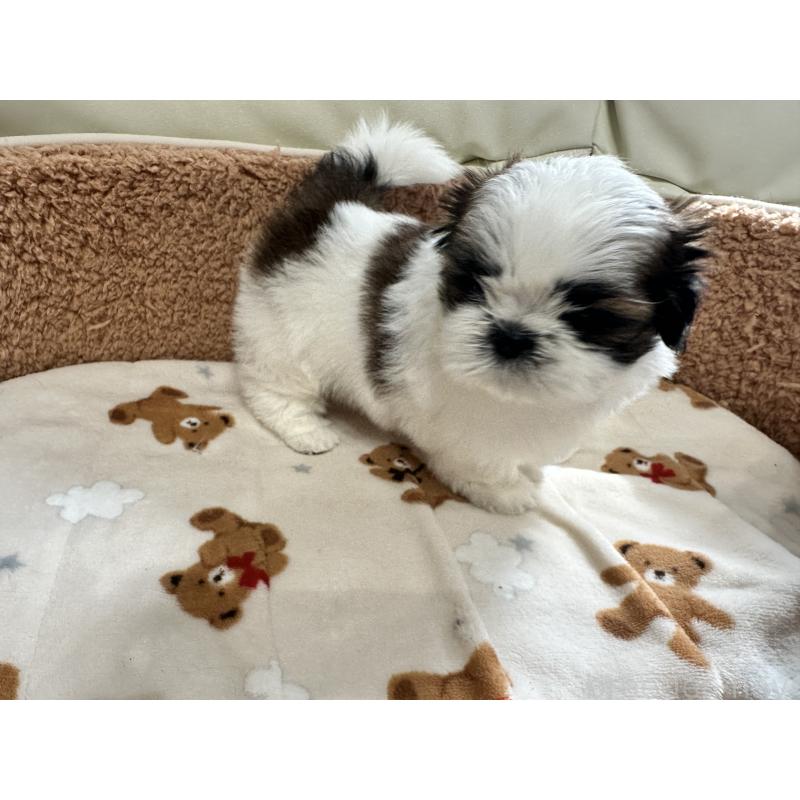 成約済の岡山県のシーズー-441475の12枚目