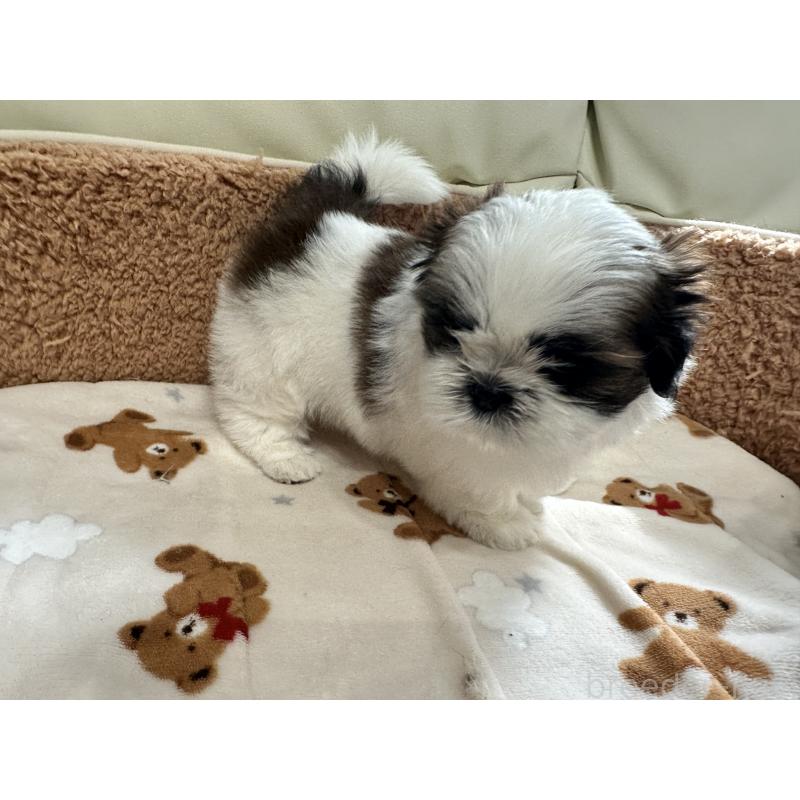 成約済の岡山県のシーズー-441475の11枚目