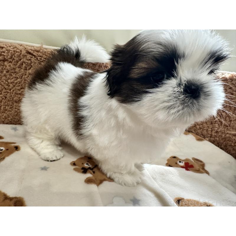 成約済の岡山県のシーズー-441475の10枚目