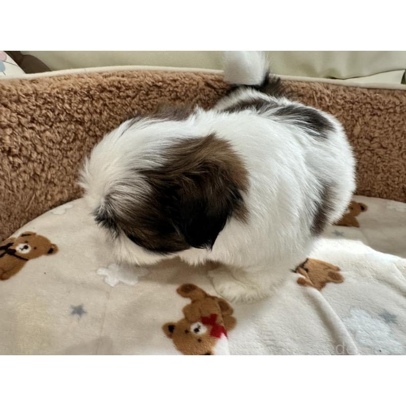 成約済の岡山県のシーズー-441475の9枚目