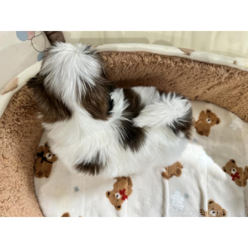 成約済の岡山県のシーズー-441475の8枚目