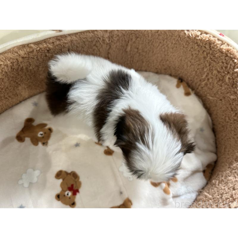 成約済の岡山県のシーズー-441475の7枚目