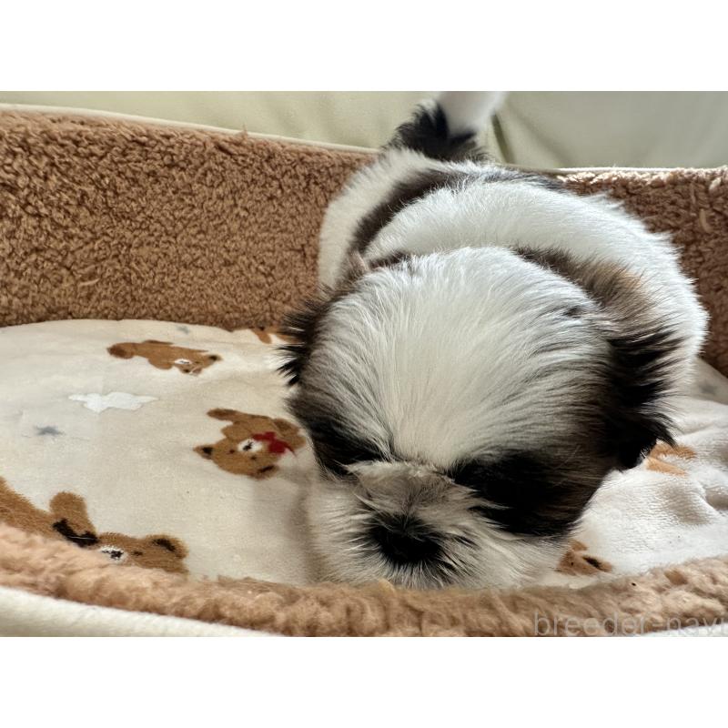 成約済の岡山県のシーズー-441475の6枚目