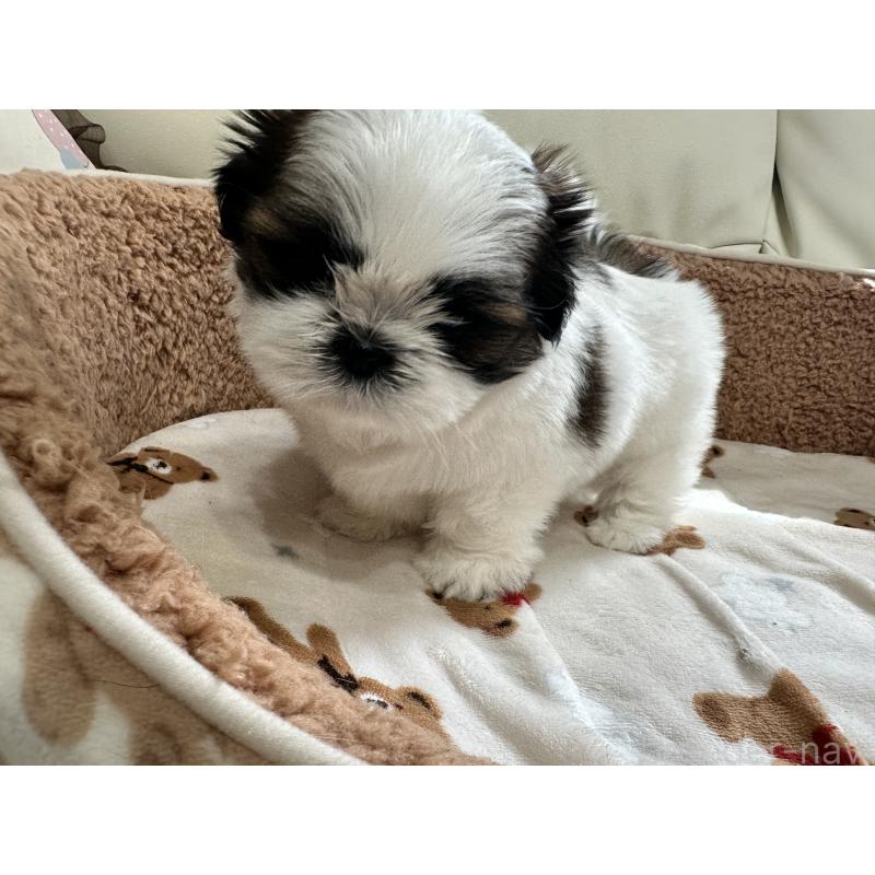 成約済の岡山県のシーズー-441475の5枚目