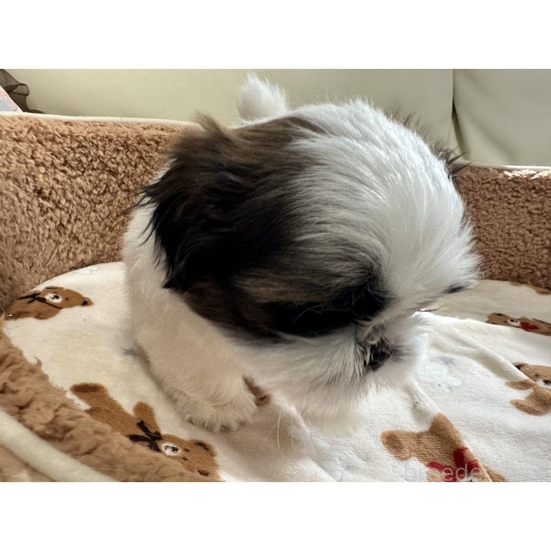 成約済の岡山県のシーズー-441475の4枚目