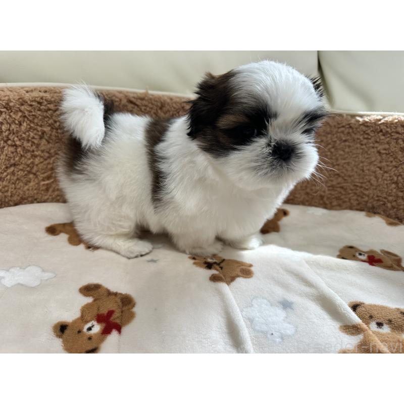 成約済の岡山県のシーズー-441475の3枚目