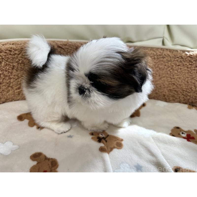 成約済の岡山県のシーズー-441475の2枚目