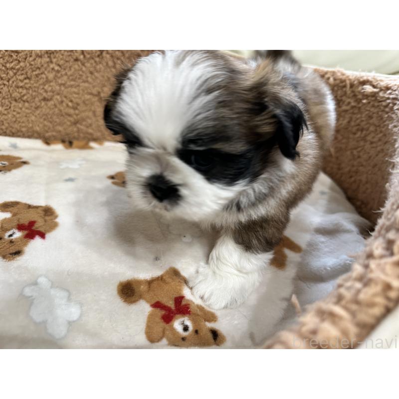 成約済の岡山県のシーズー-441476の13枚目