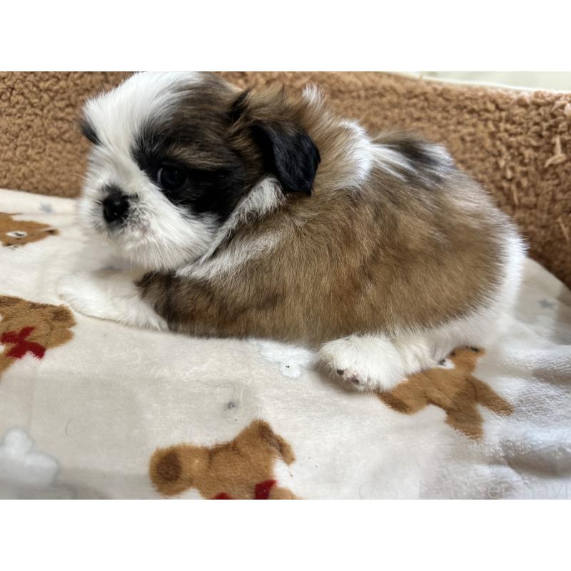 成約済の岡山県のシーズー-441476の12枚目