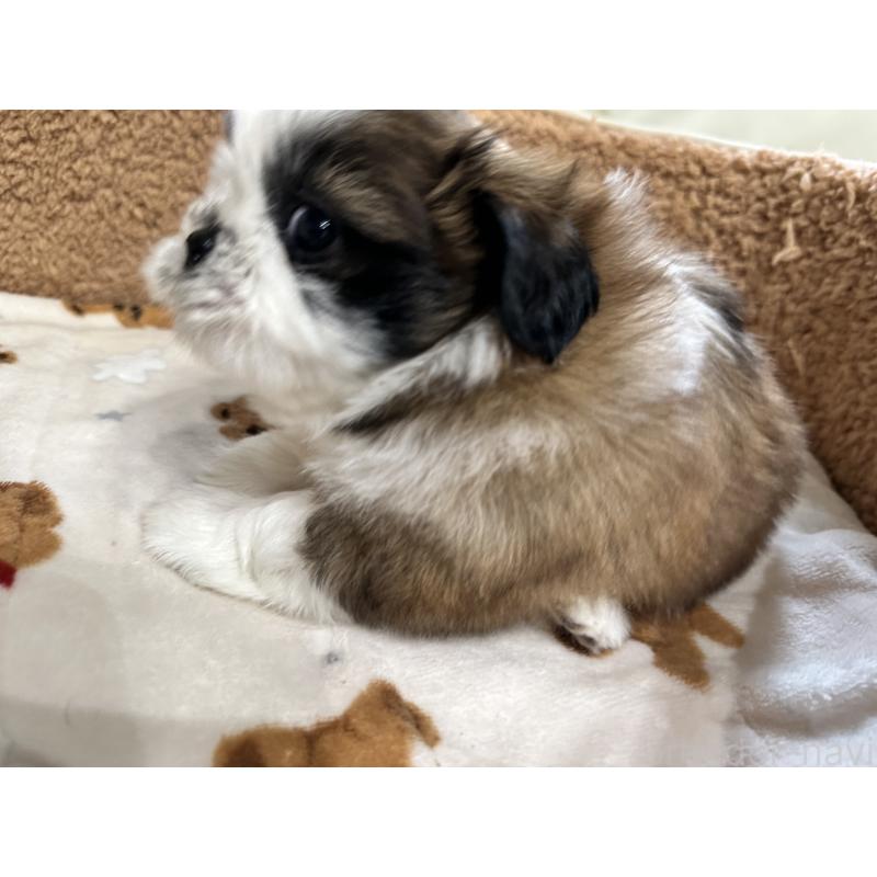 成約済の岡山県のシーズー-441476の11枚目